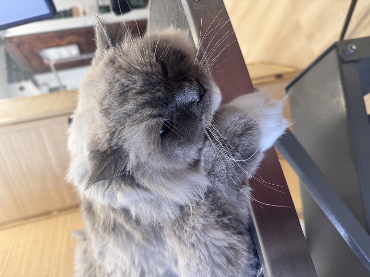 Cat grooming pricing at Bark & Purr