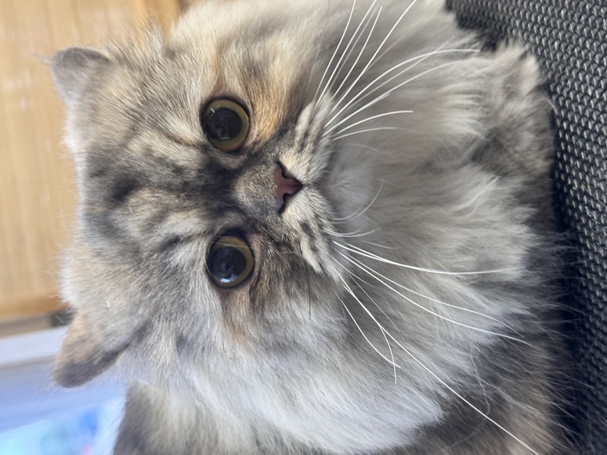 Cat grooming at Bark & Purr Allen TX