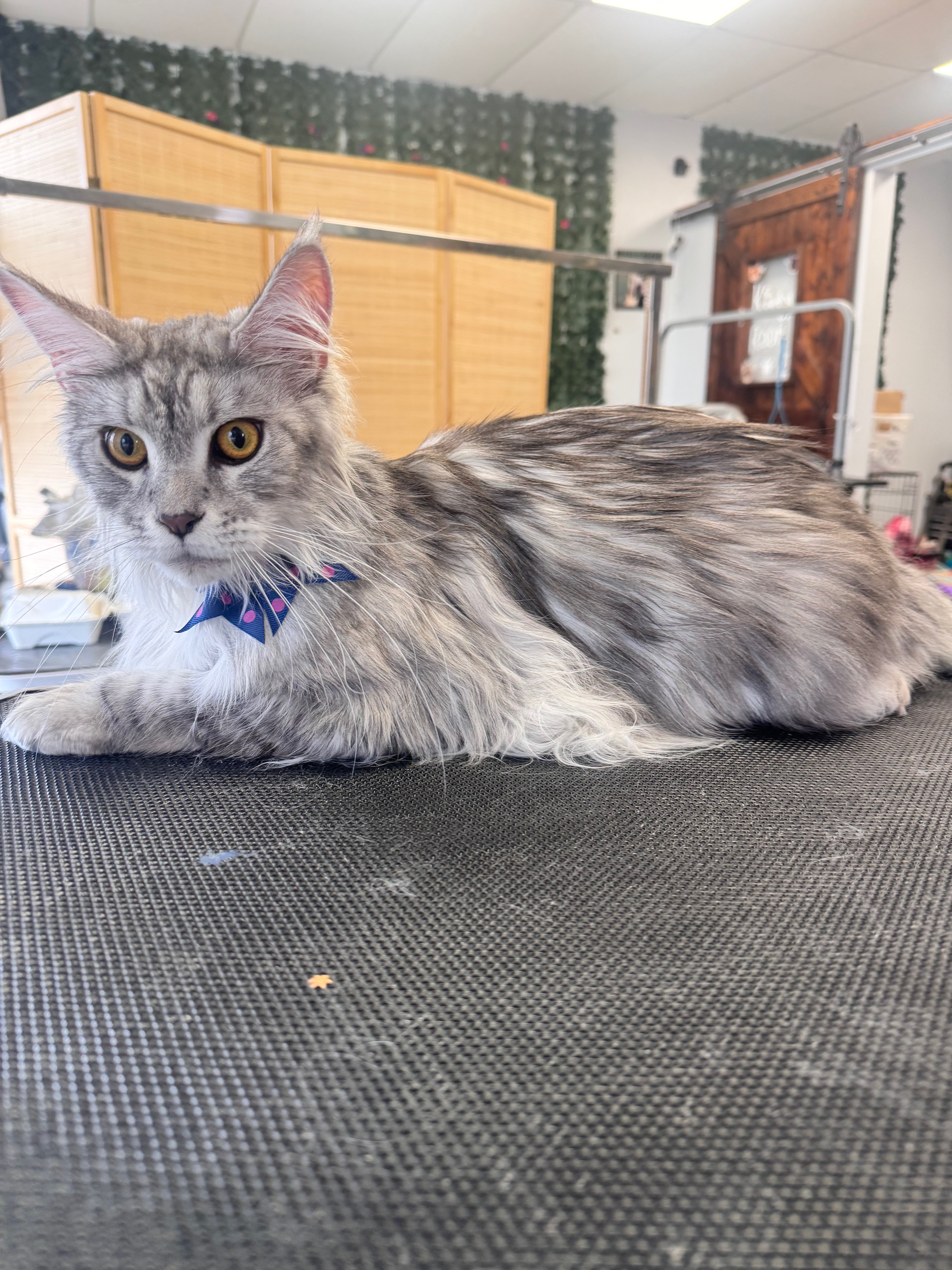 Cat grooming pricing at Bark & Purr