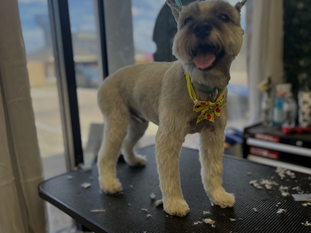 Dog grooming pricing at Bark & Purr