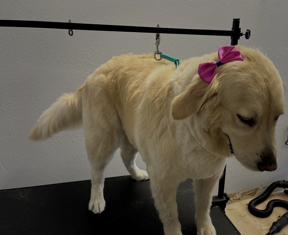 Dog grooming at Bark & Purr Allen TX