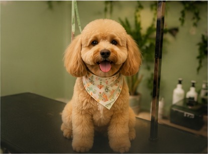 A happy, freshly groomed poodle in a bandana at Bark & Purr in Allen, TX.